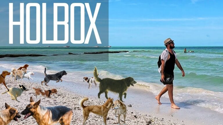 Inside a Secret Paradise with No Cars and Endless Dogs (Holbox, Mexico)